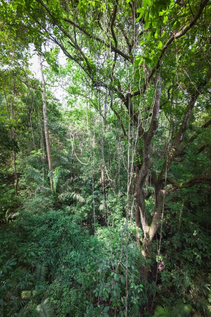 Lush rainforest in Panama
