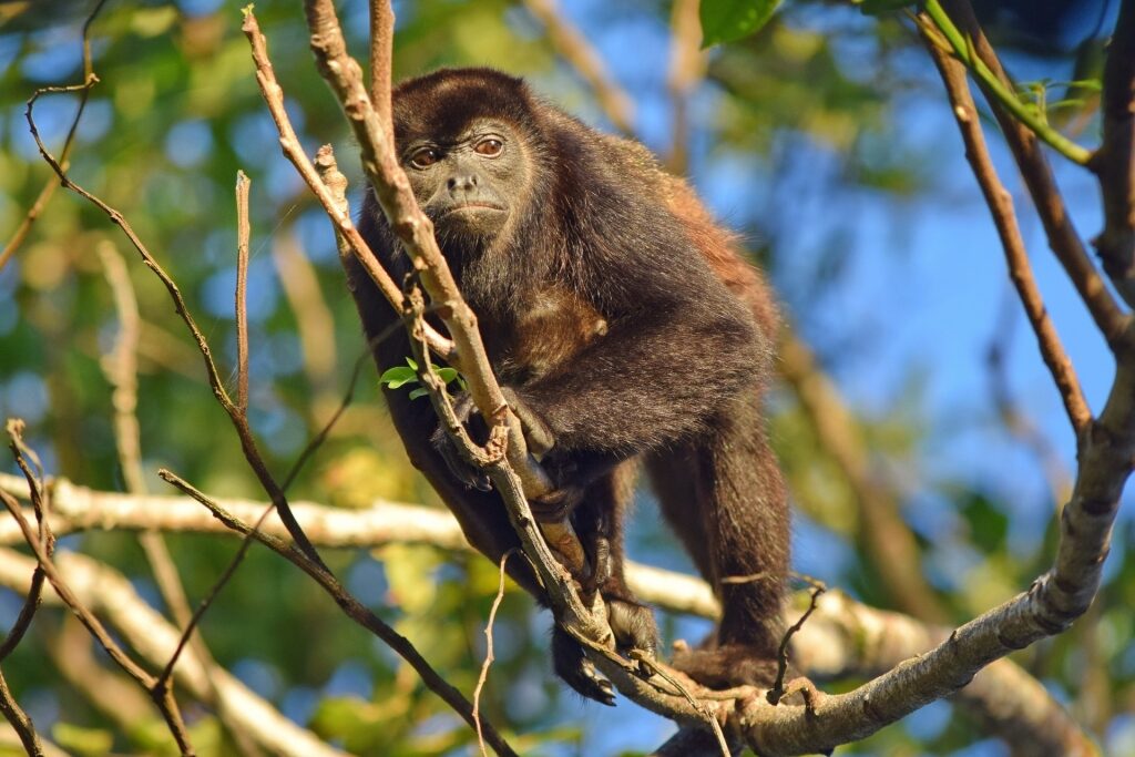 Howler monkey on a branch