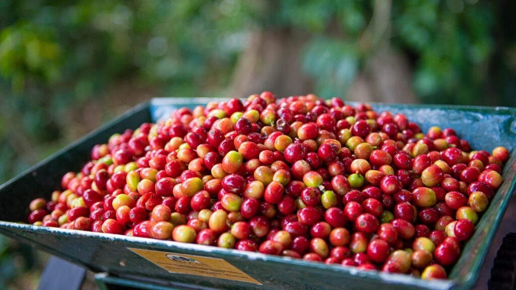 What is the Dominican Republic known for - Arabica coffee beans