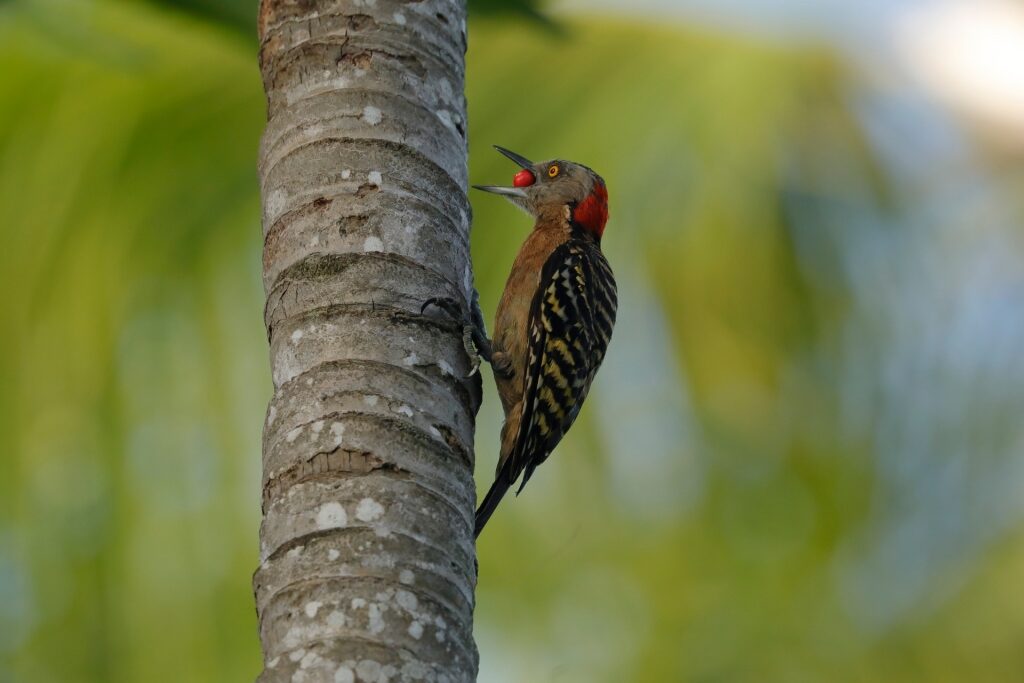 Hispaniolan woodpecker on a tree