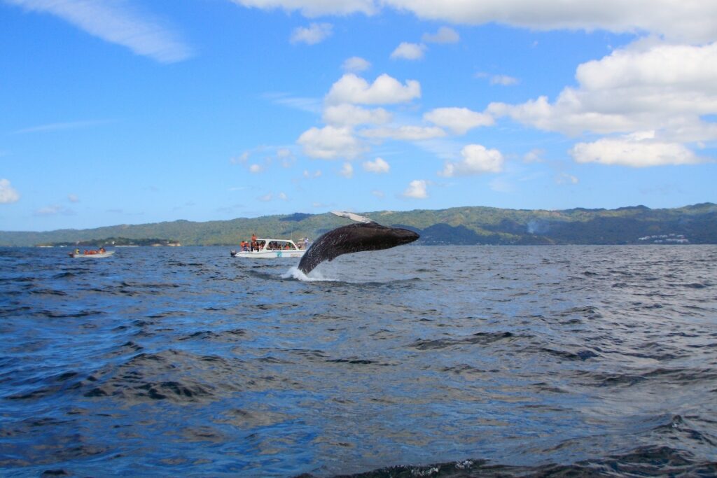 Humpback whale breaching from the water