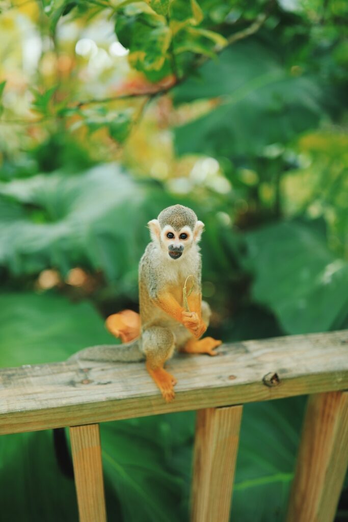 Monkeyland in the Dominican Republic