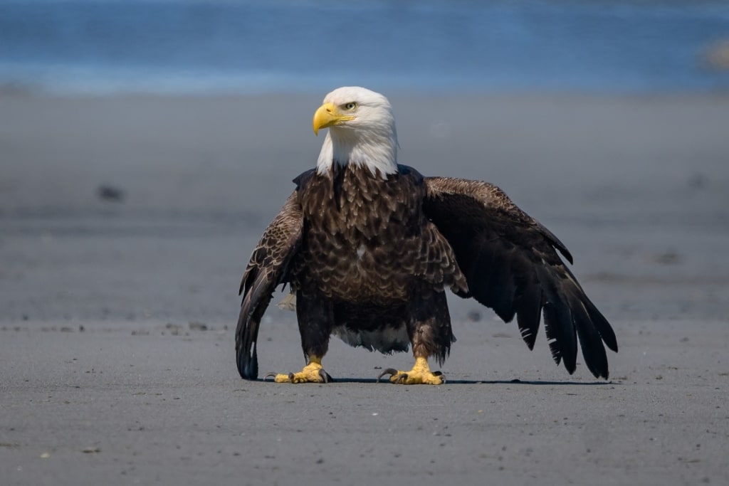 Eagle spotted in Anchor River State Recreation Area, near Homer