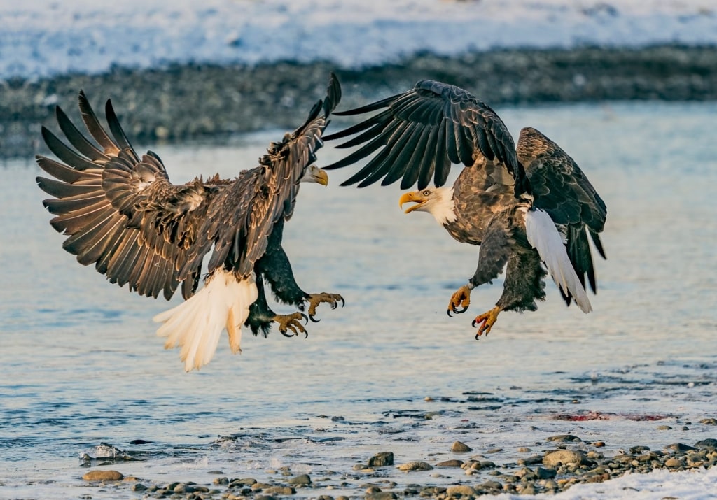 Eagles in Chilkat Bald Eagle Preserve, near Skagway