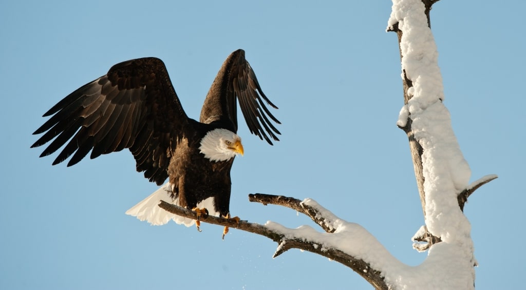 Bald eagle on a tree branch