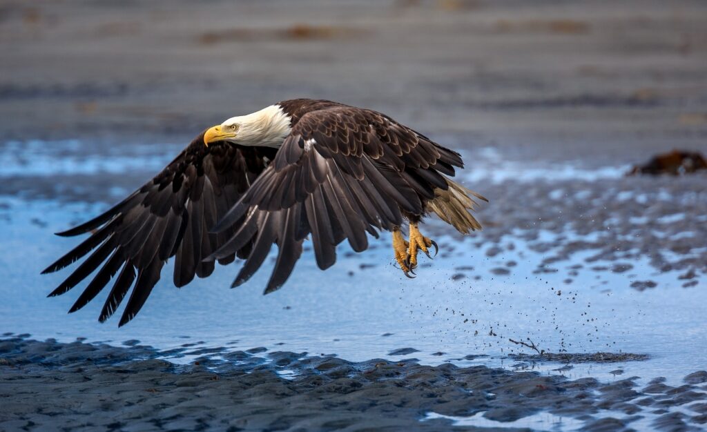 Bald eagle spotted in Homer