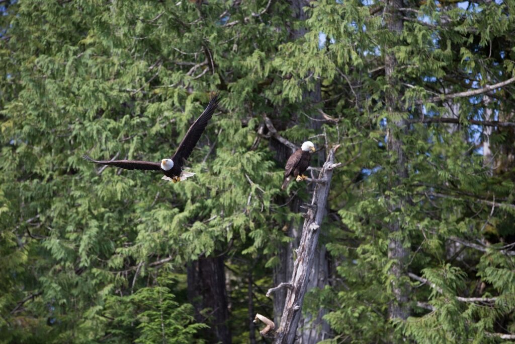 Bald eagles in Tongass National Forest