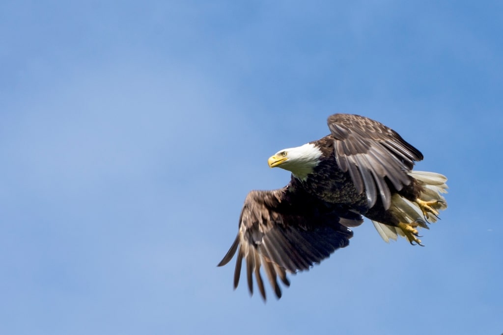 Bald eagles in Alaska