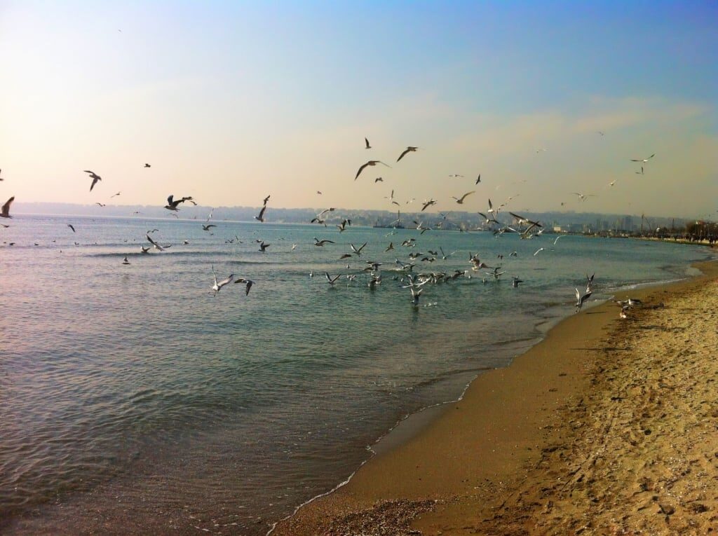 Birds flying over Büyükçekmece Beach