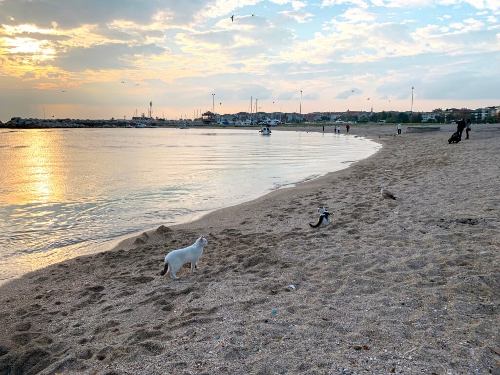 Cats strolling Yeşilköy Çiroz Beach