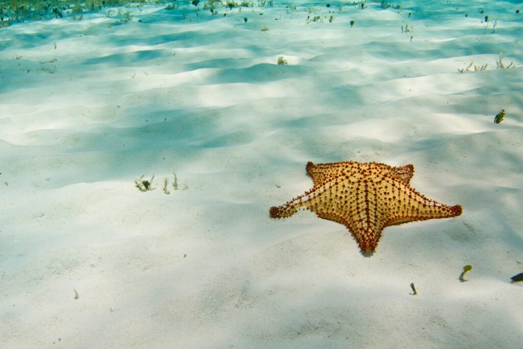 Starfish in Playa Palancar, near Cozumel