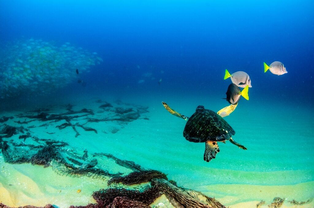 Sea turtles swimming in Mexico