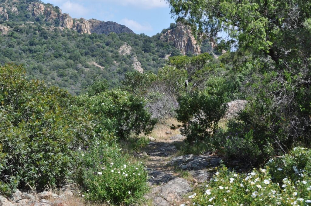 Trail in Mount Arcosu, Sardinia