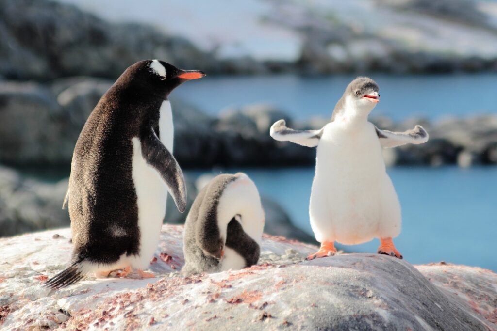 Penguin chicks in Antarctica