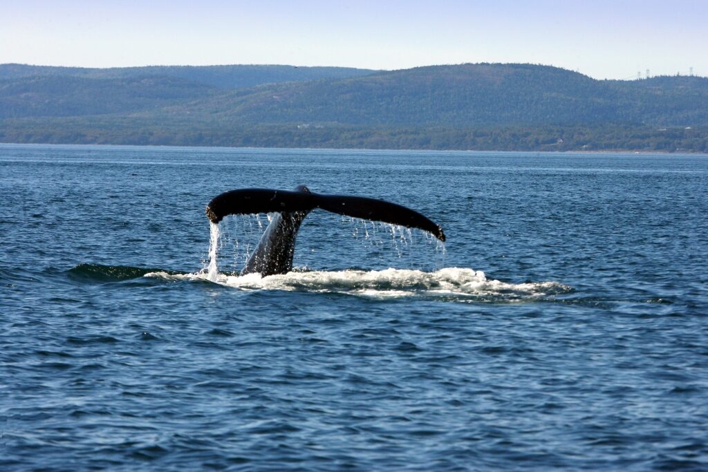 Humpback whale in Quebec