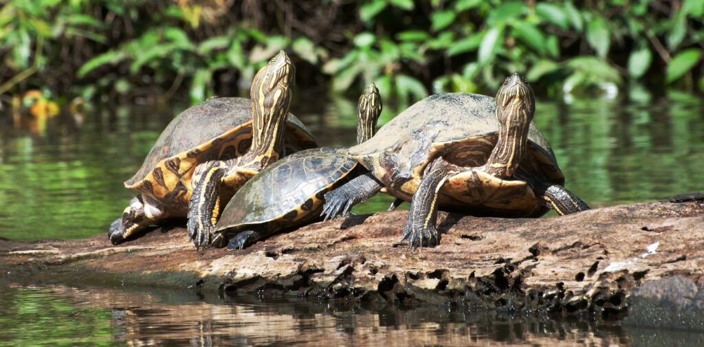 Sea turtles in Tortuguero National Park