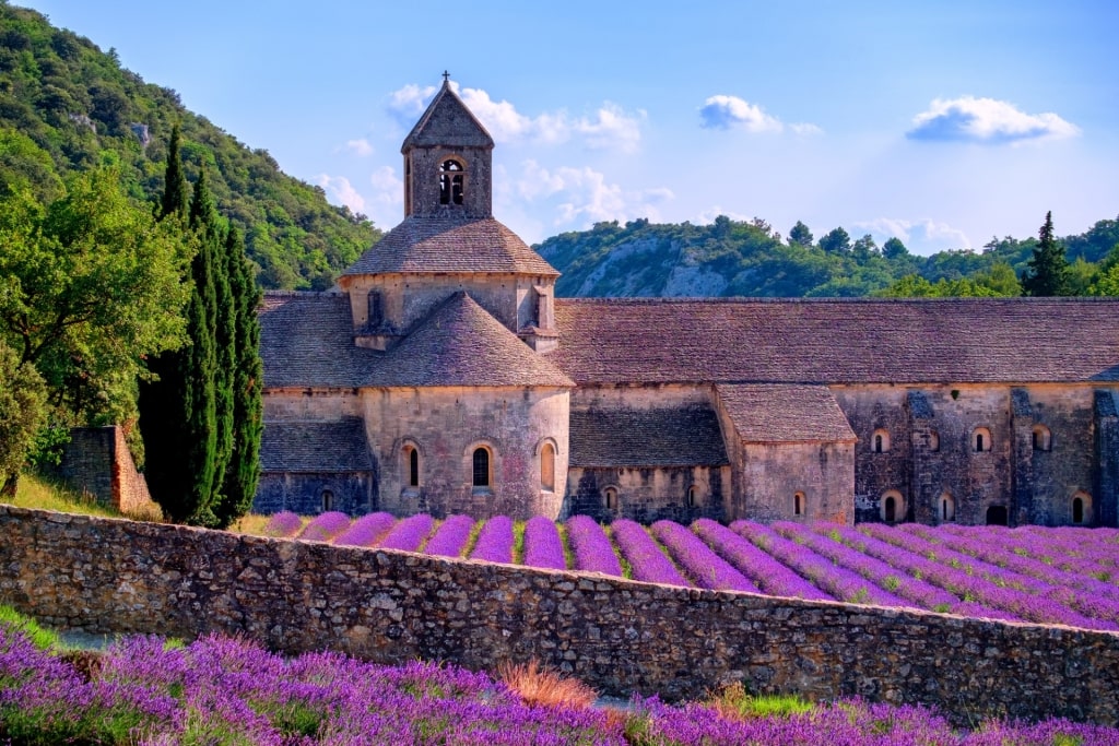 Lavender farm in Provence, France