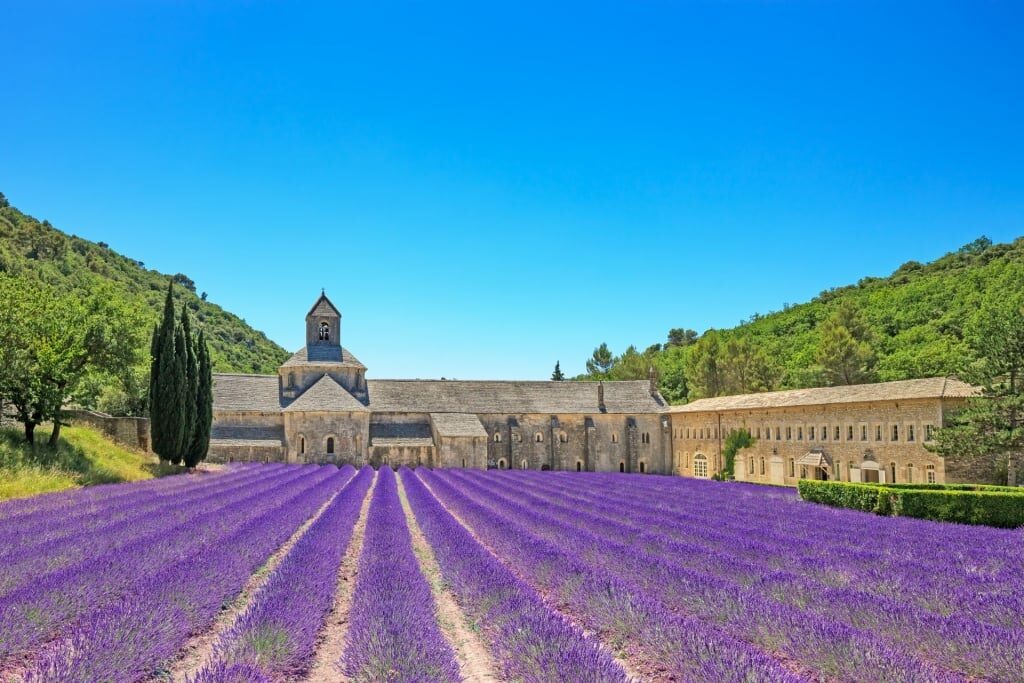 Lavender field in Marseille