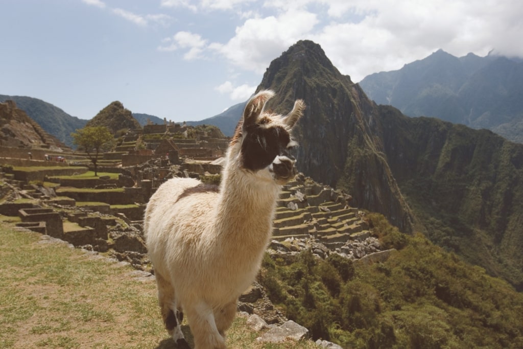 Llama in Machu Picchu