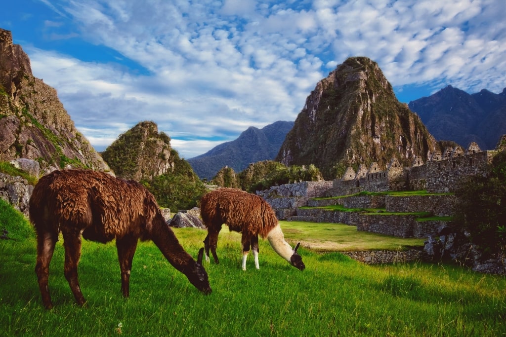 Llamas in Machu Picchu