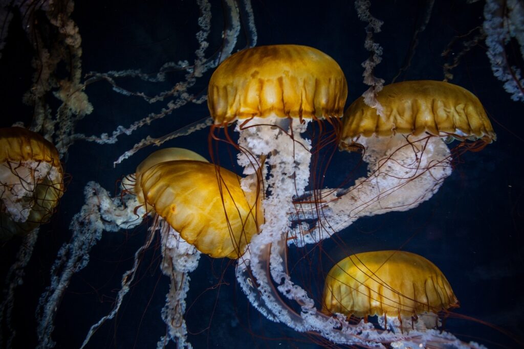 Jellyfish in Aquarium of the Bay