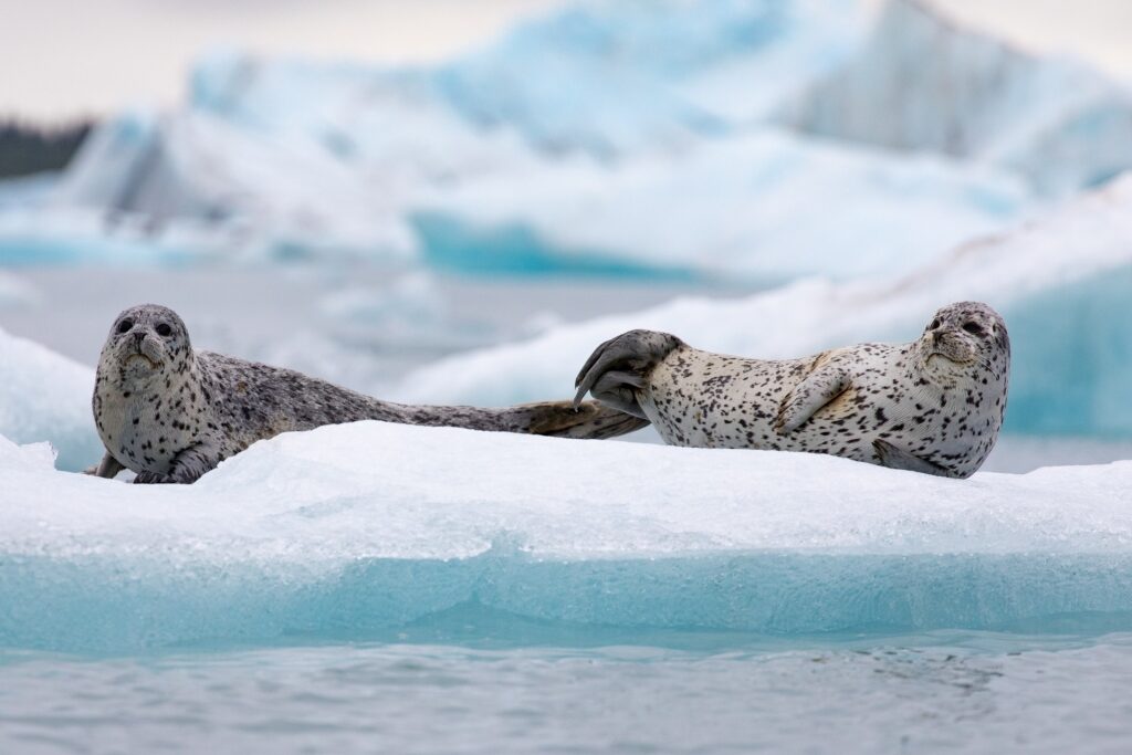 Harbor seals in Alaska