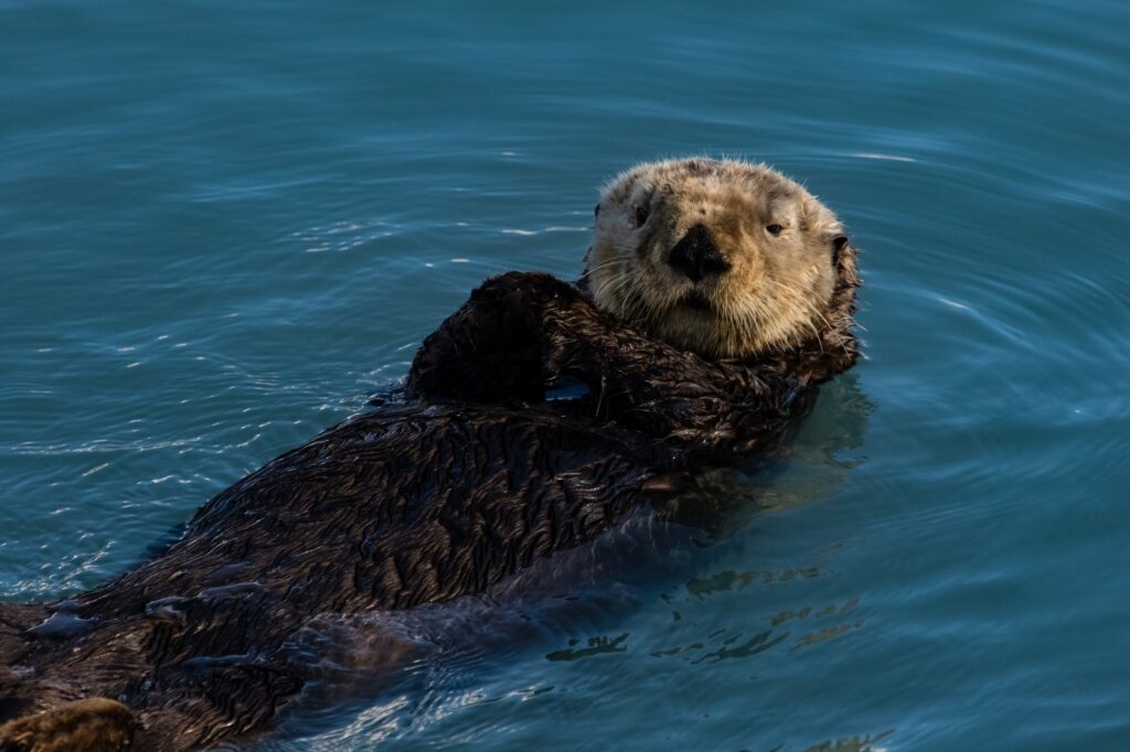 Sea otter spotted in Alaska