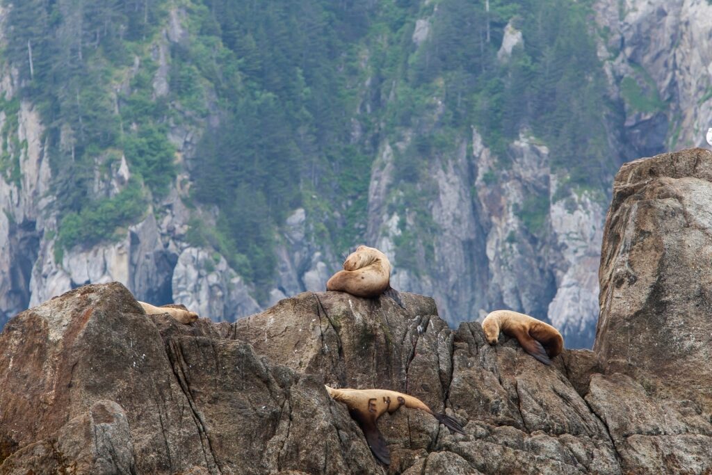 Steller sea lions in Alaska
