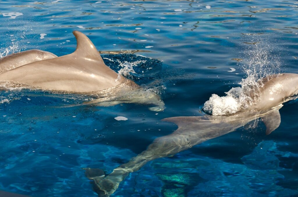 Bottlenose dolphins swimming in Liguria
