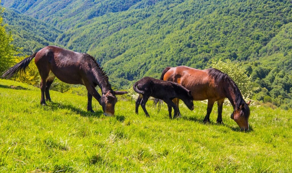 Horses within the Regional Nature Park of the Ligurian Alps