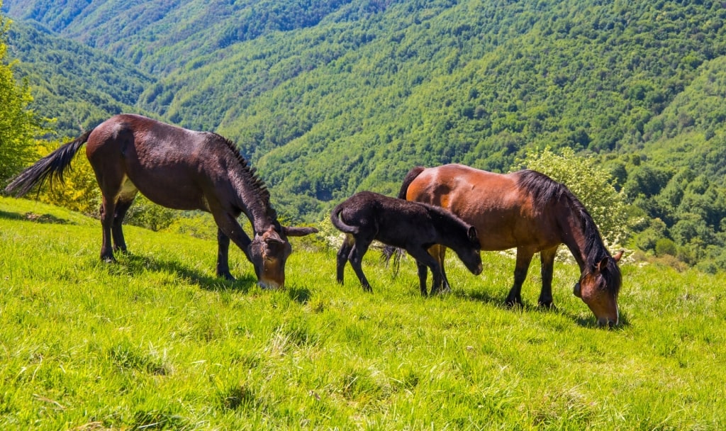 Horses within the Regional Nature Park of the Ligurian Alps