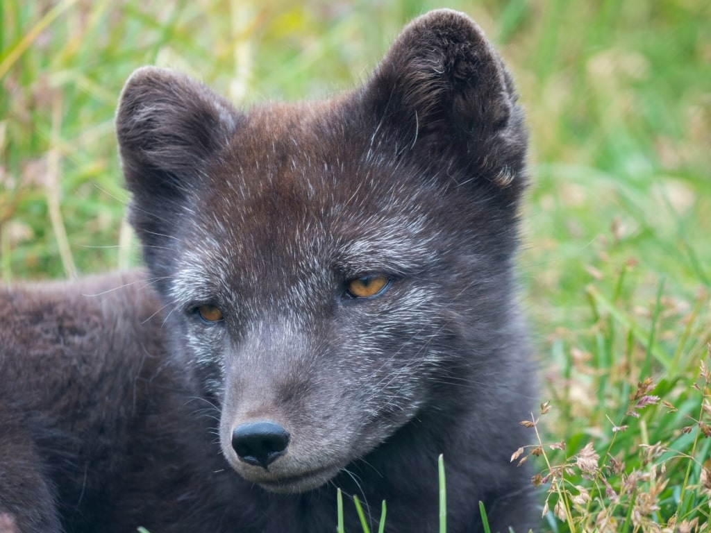 Arctic fox in Iceland