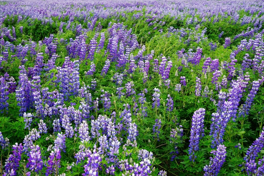 Lupine flowers in Iceland