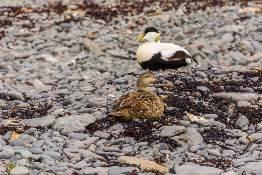 Eider ducks in Iceland