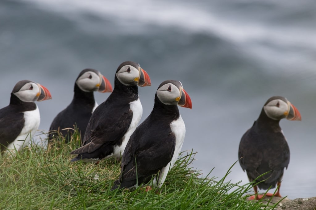 Puffins in Vigur Island