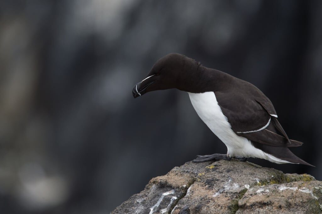 Razorbill in Iceland