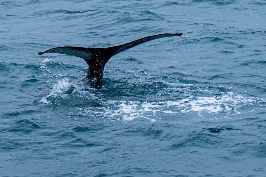 Humpback whale tail