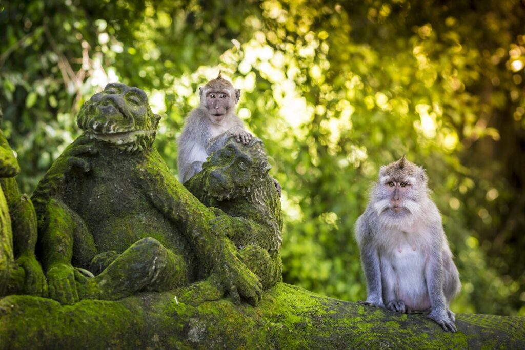 Monkeys at the Sacred Monkey Forest