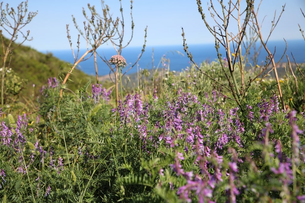 Maquis in Corsica