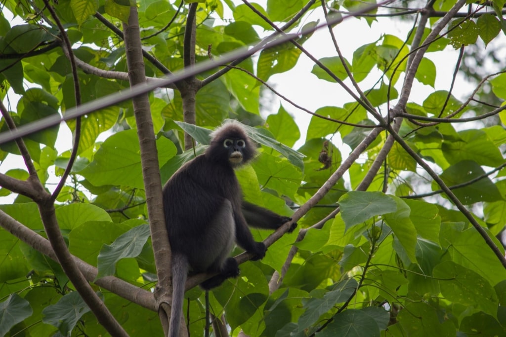 Leaf monkey on a tree branch