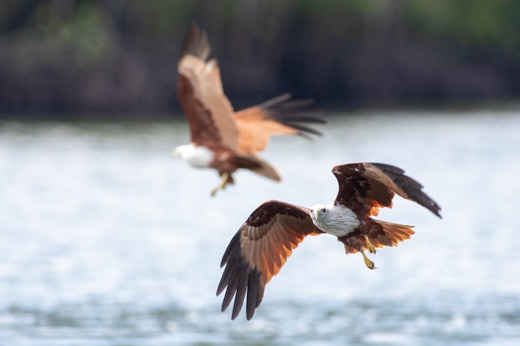 Brahminy kite flying over a river