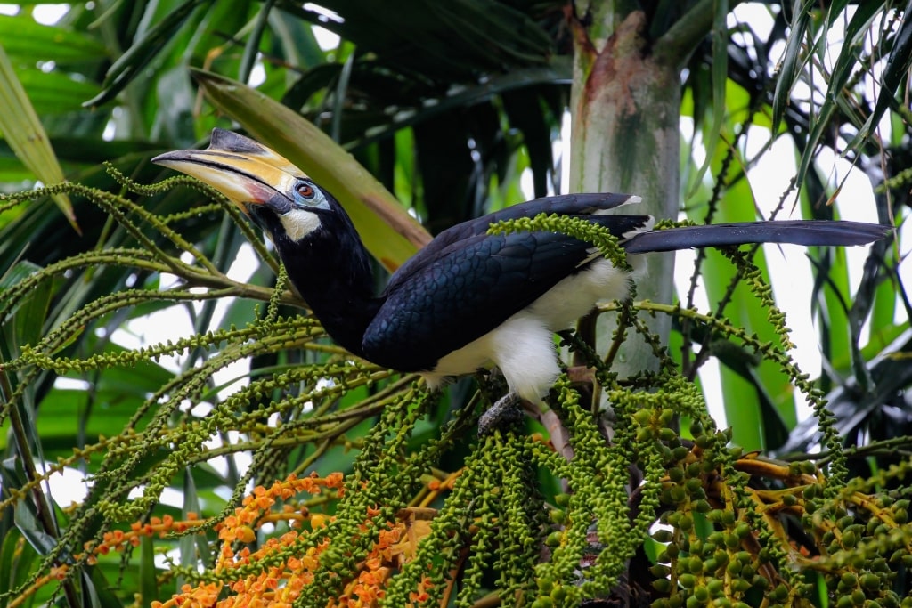 Great hornbill on a tree