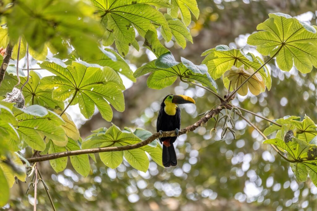 Toucan on a tree branch