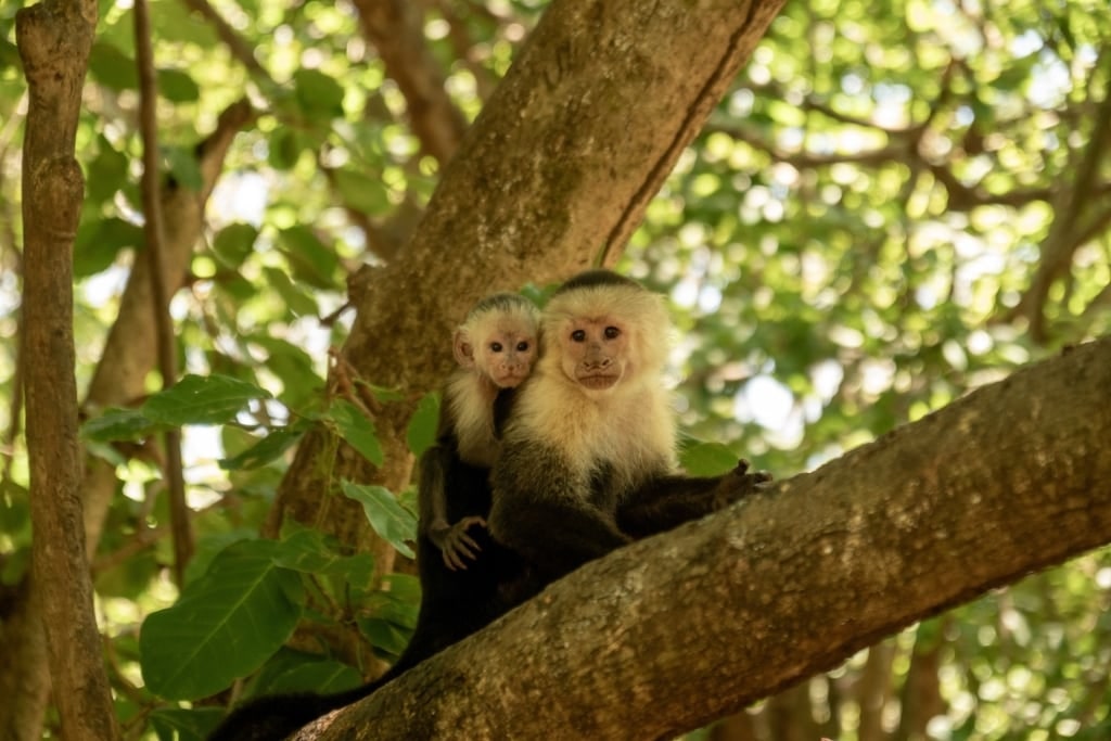 Capuchin monkeys spotted in Costa Rica