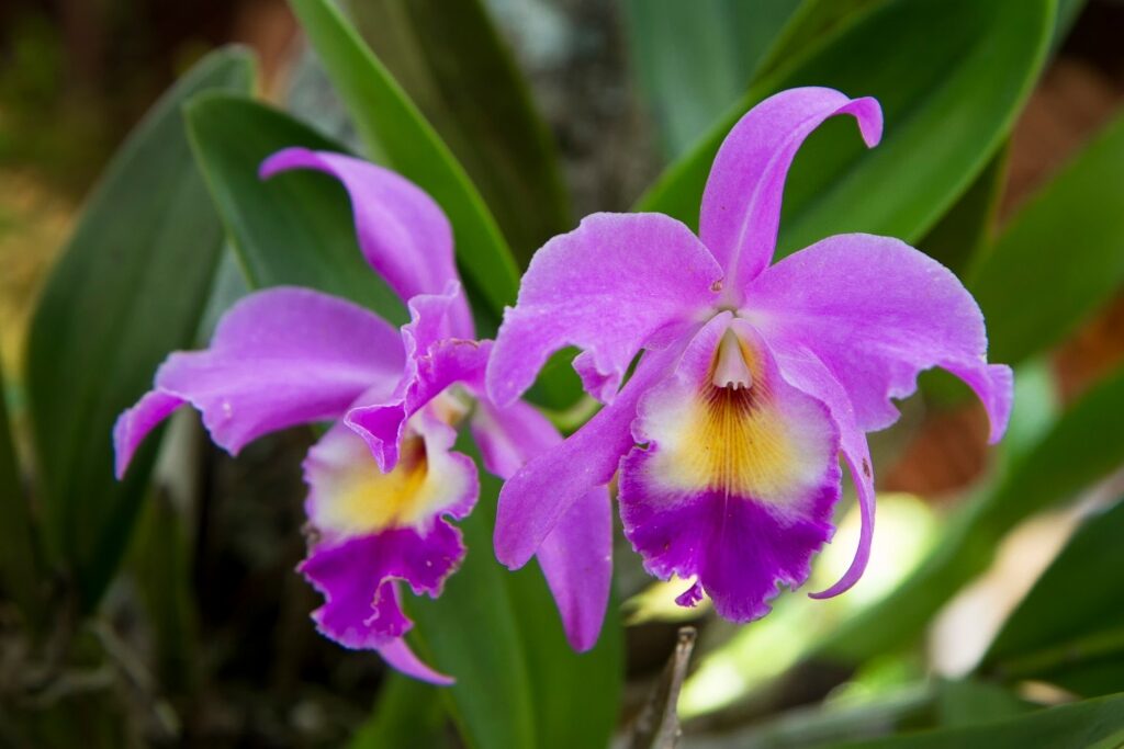 Orchids in Costa Rica