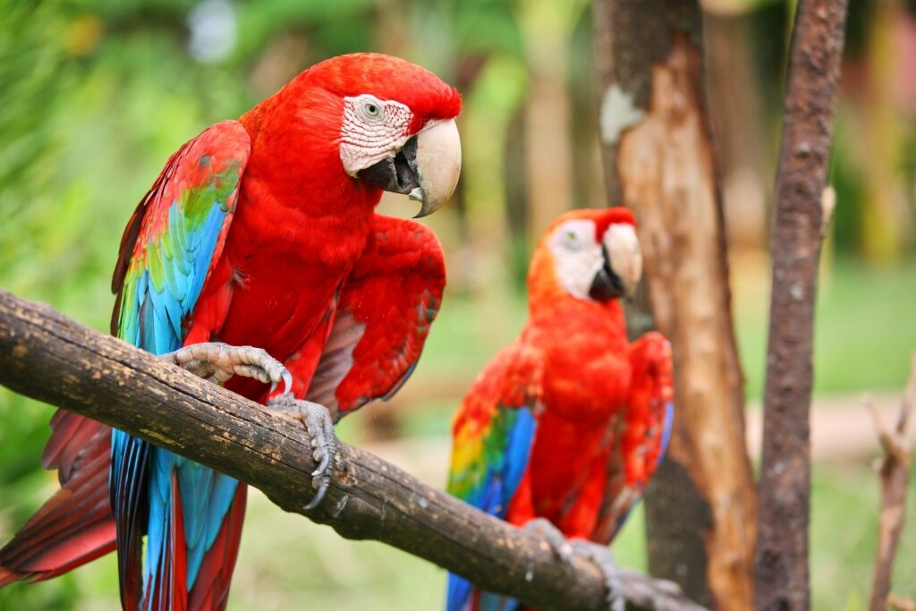 Macaws on a tree branch