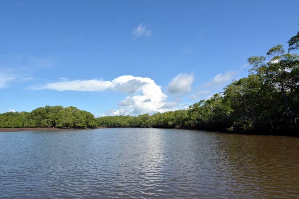 Mangroves in Palo Verde National Park