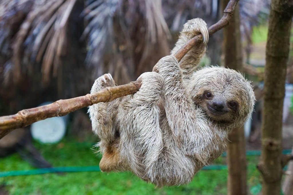 Sloth in Costa Rica