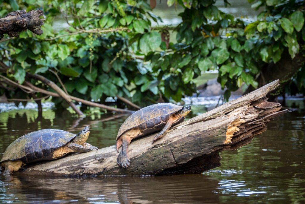 Turtles in Tortuguero Canals