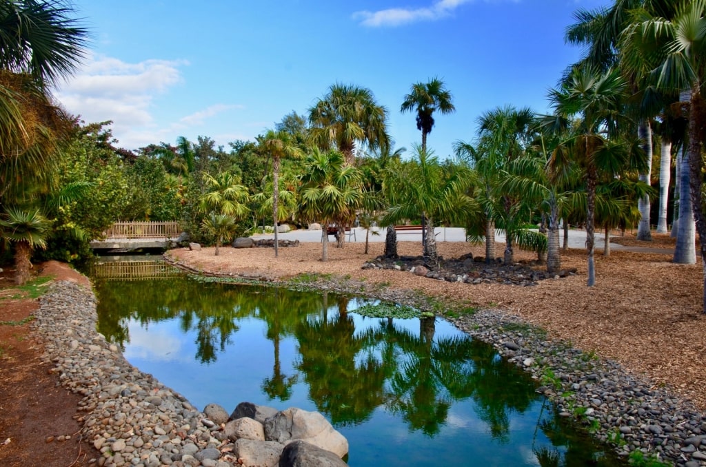 Garden of Palmetum, Santa Cruz de Tenerife